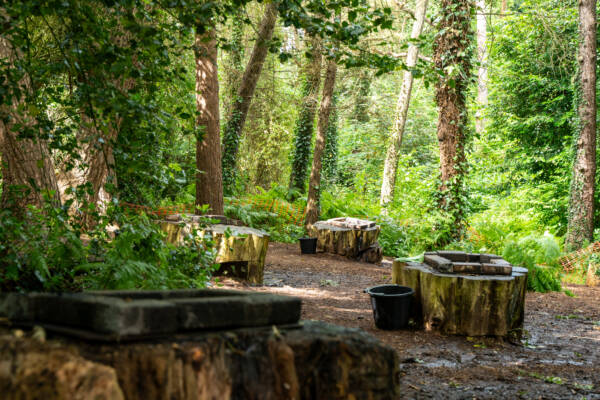 Image showing three tree stumps in a forest clearing